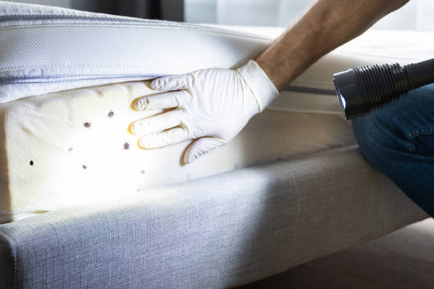 Best Best Pest Control Companies  in Sikeston, MO